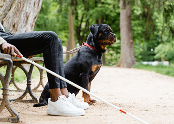 Pet Park