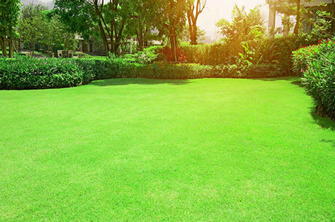 Landscaped Garden